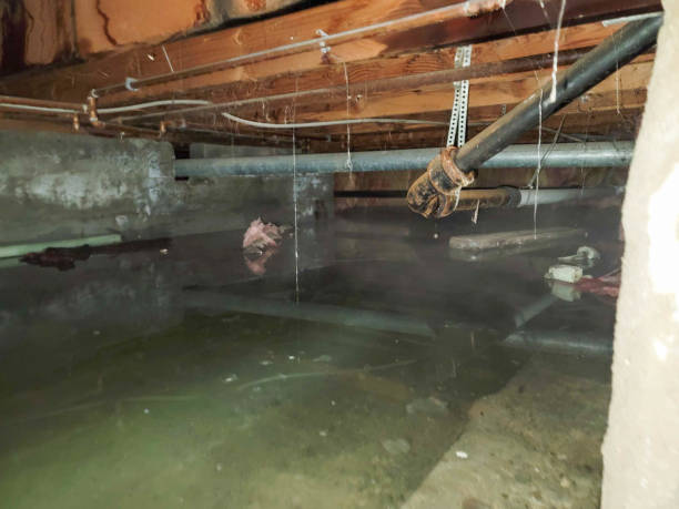 Best Carpet water damage restoration  in Eureka Springs, AR